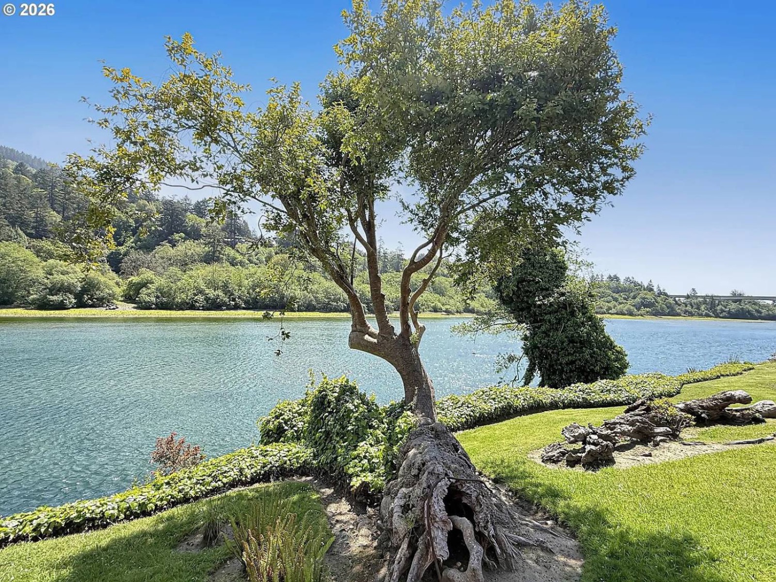 Lawn and shade tree on the riverbank at Chetco River Resort looking across the Chetco River